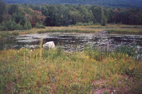 Barney Brook