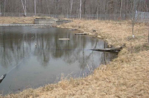 Veteran’s Reservoir Amphibian Habitat